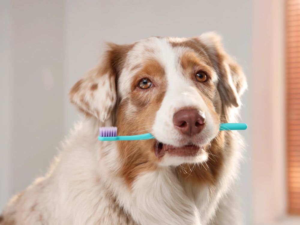 Hund mit Zahnb&uuml;rste