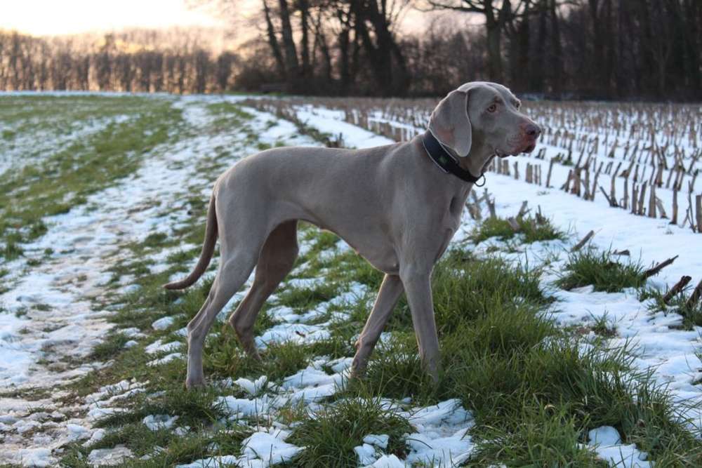 Hunderassen-Weimaraner-Bild