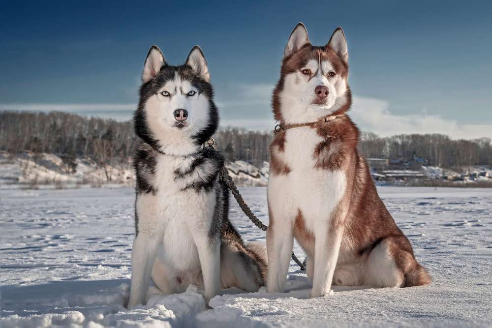 Hunderassen-Siberian Husky-Bild