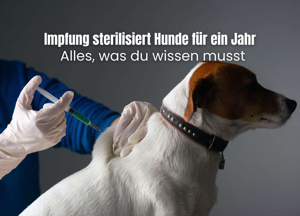 Neuartige Sterilisations-Impfung für Hunde: Alles, was du wissen musst – Vor- und Nachteile im Überblick