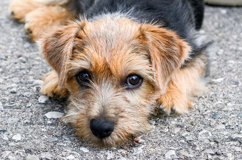 Hunderassen-Norfolk Terrier-Bild