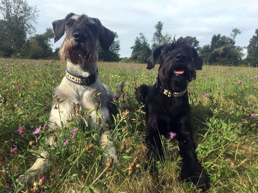 Hunderassen-Riesenschnauzer-Bild