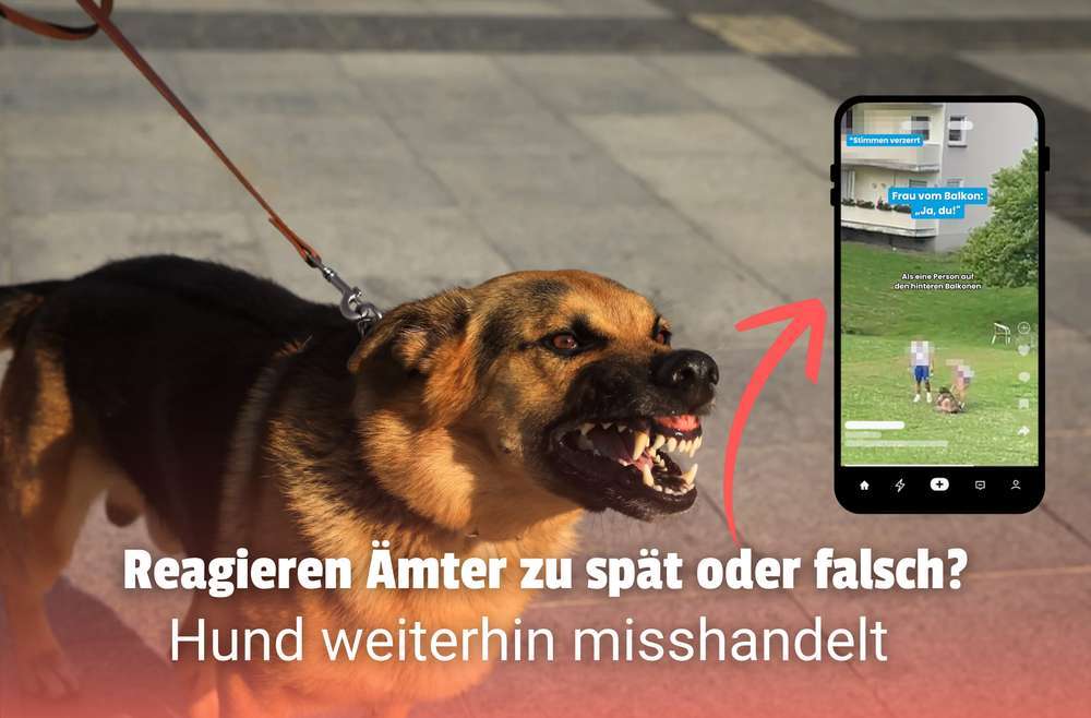 Blog-Reagieren Ämter zu spät oder nicht richtig – Hund bleibt in Misshandlung-Bild
