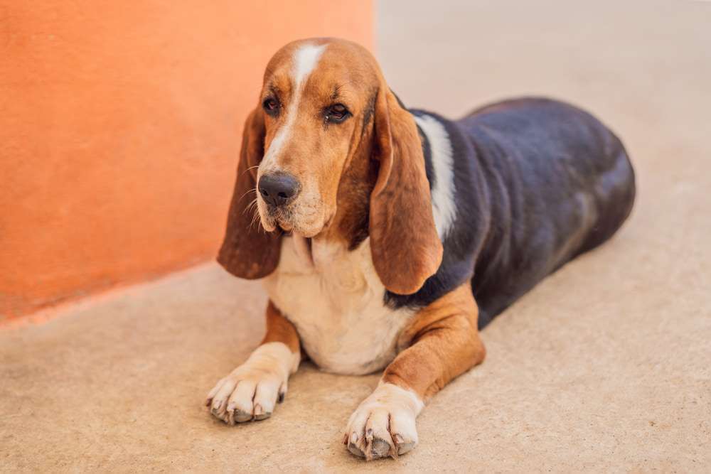 Hunderassen-Basset Hound-Bild