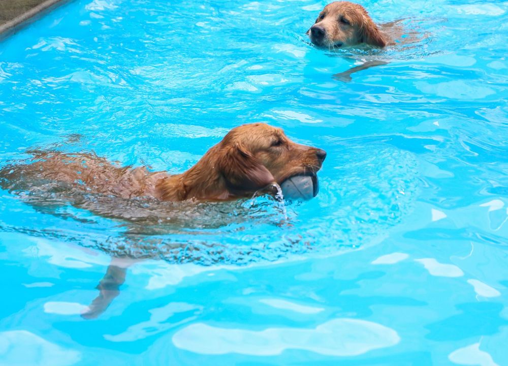 zwei Hunde schwimmen im Wasser eines Freibades