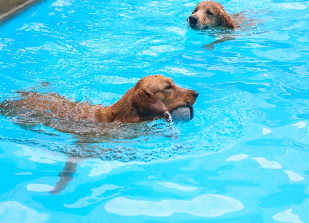 Offene Hundeschwimmtage Badespa F r Vierbeiner Im Freibad Am Ende 