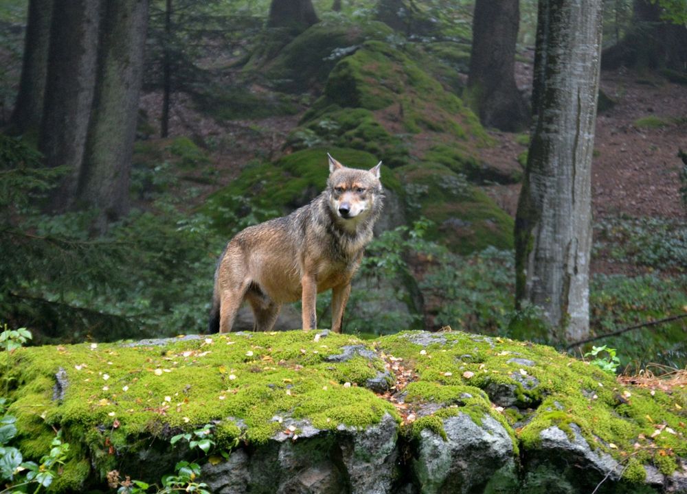 Wolf im Wald auf einer Anhöhe