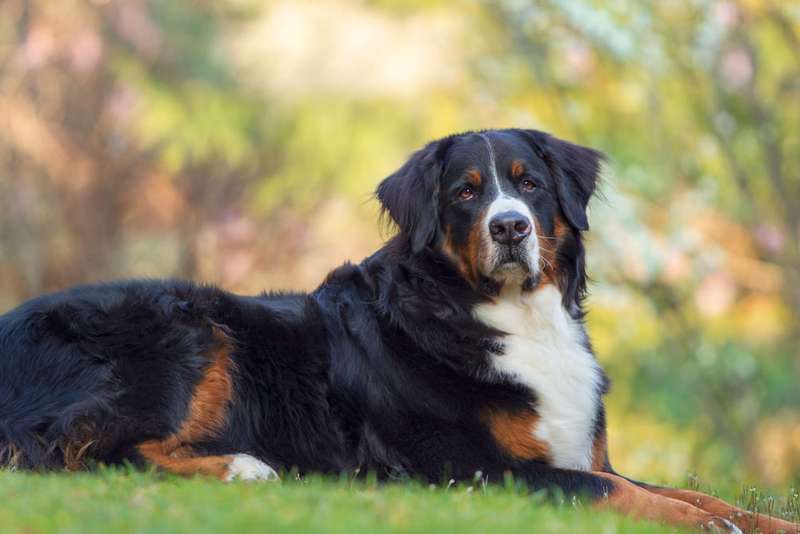 Berner Sennenhund