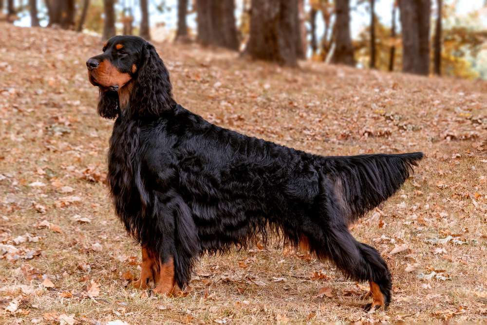 Hunderassen-Gordon Setter-Bild