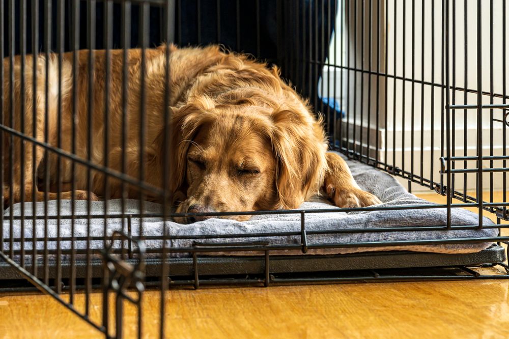 Bild von Golden Retriever in R&uuml;ckzugsort