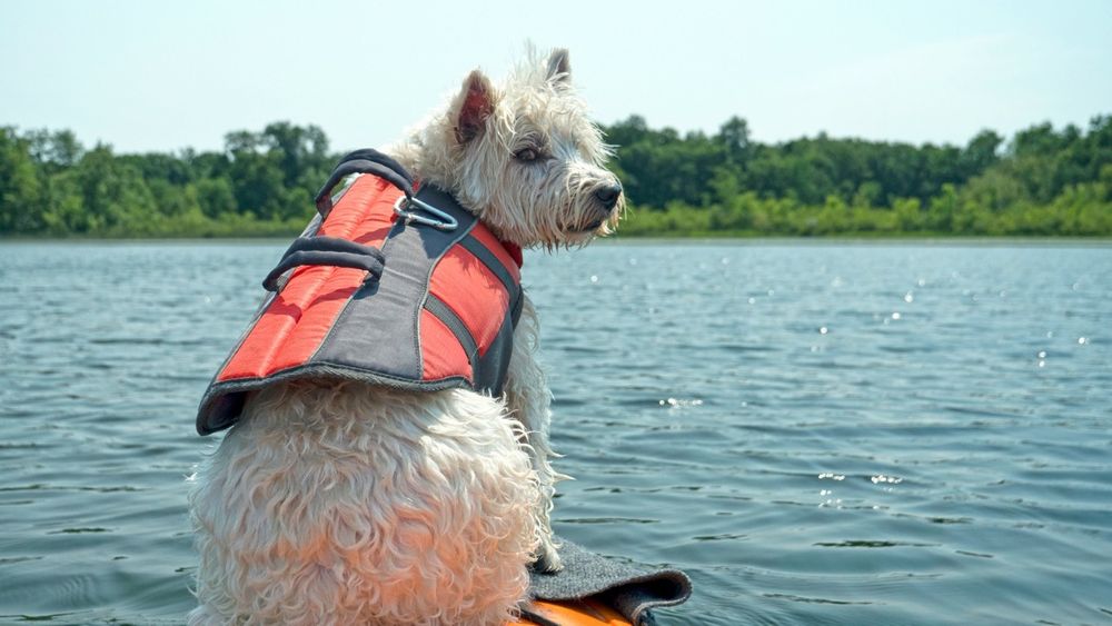 Hund sitzt aus SUP mit Schwimmweste