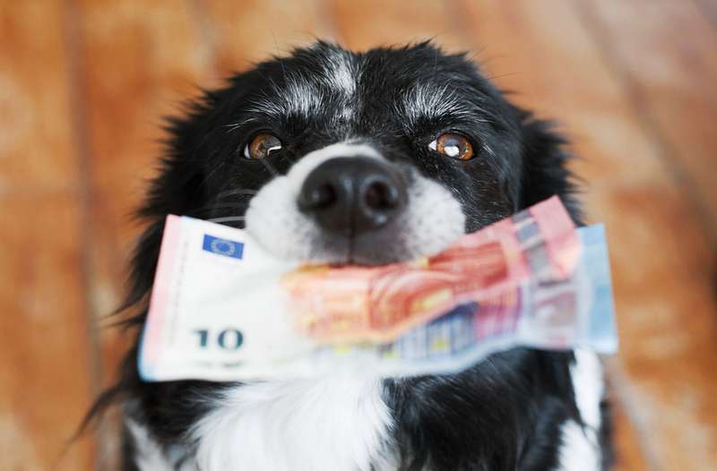 Hund mit Geldscheinen im Mund