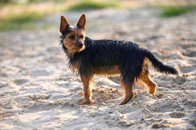 Australian Terrier