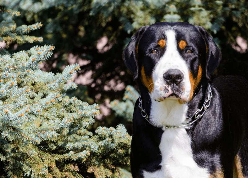 Großer Schweizer Sennenhund