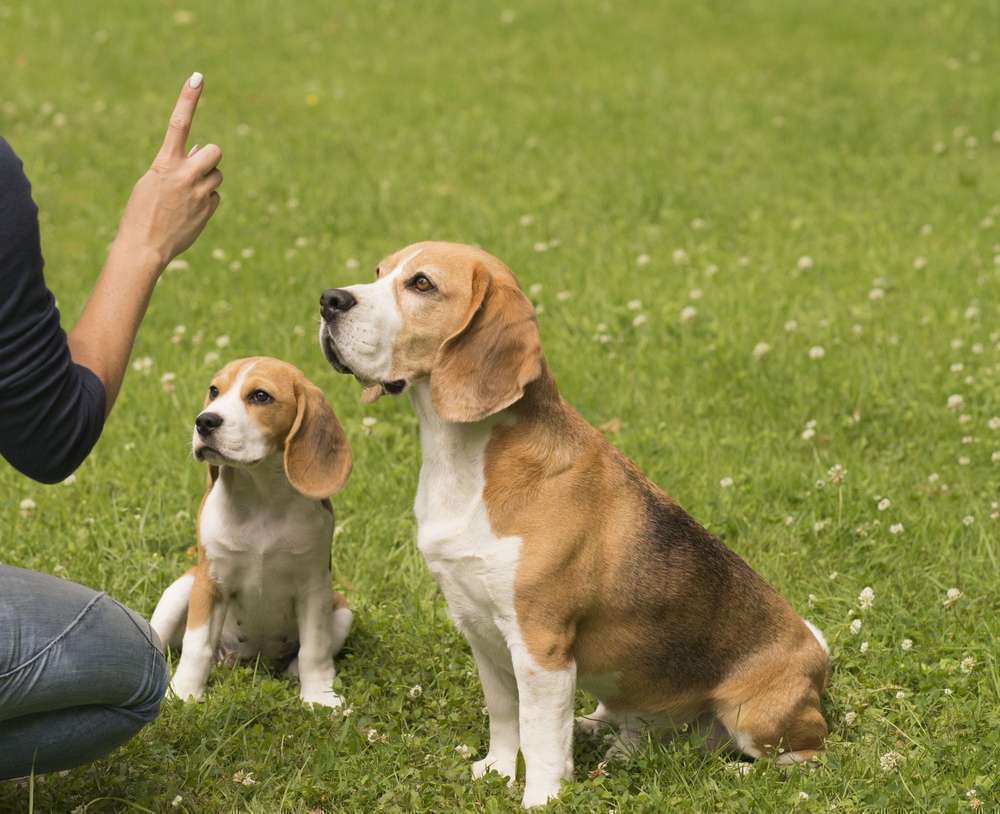 Hunderassen-Beagle-Bild
