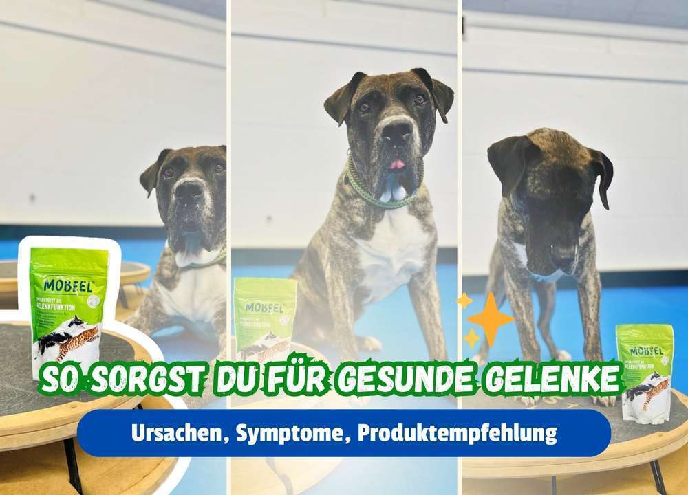 Blog-Gelenkgesundheit beim Hund: Ursachen, Symptome und Unterstützung - Unser Tipp: Mobeel von Heel Vet 👩‍⚕️-Bild