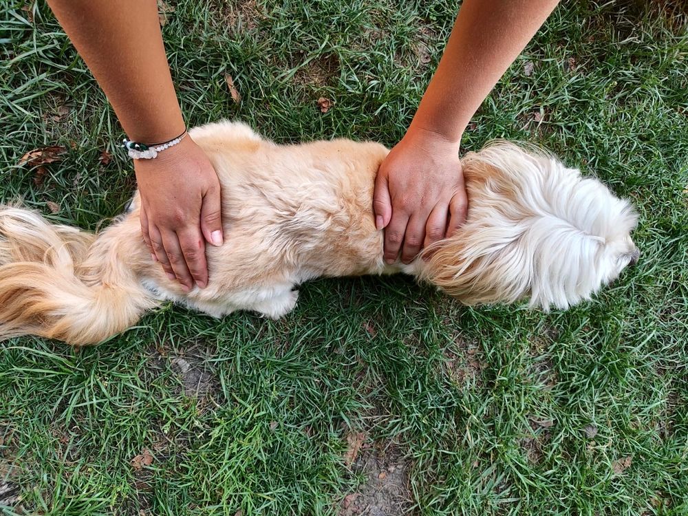 Handauflegen bei Hund
