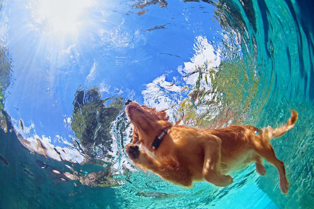 Blog-Schwimmen mit Hund – das solltest du beachten-Bild