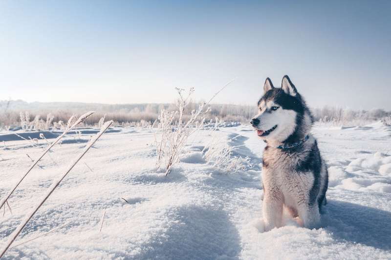 Siberian Husky