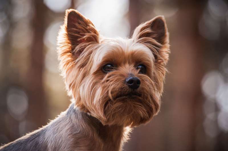 Yorkshire Terrier