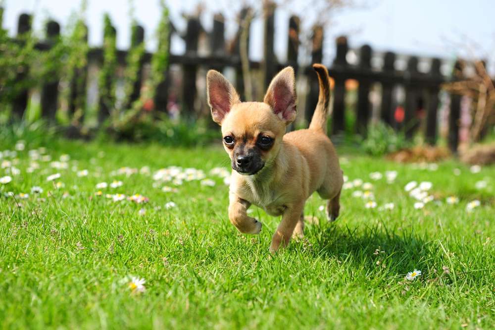 Hunderassen-Chihuahua-Bild