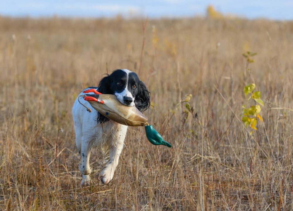 Hund bei Entenjagd mit Atrappe