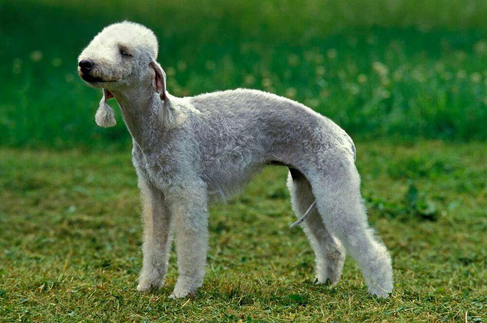 Hunderassen-Bedlington Terrier-Bild