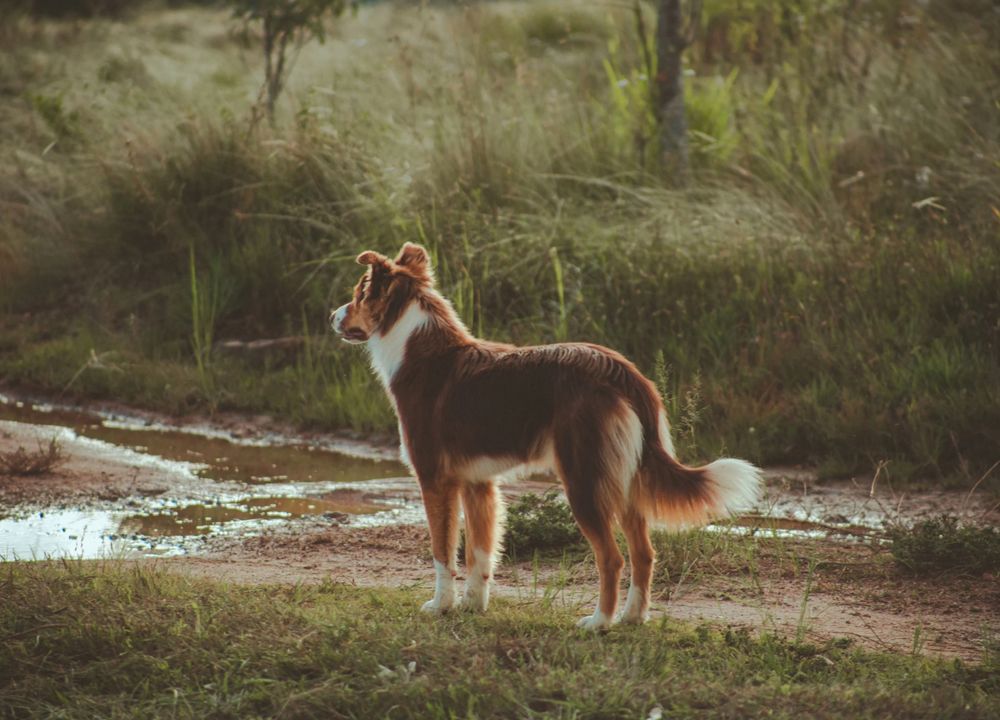 Hund auf Feld vor Bach