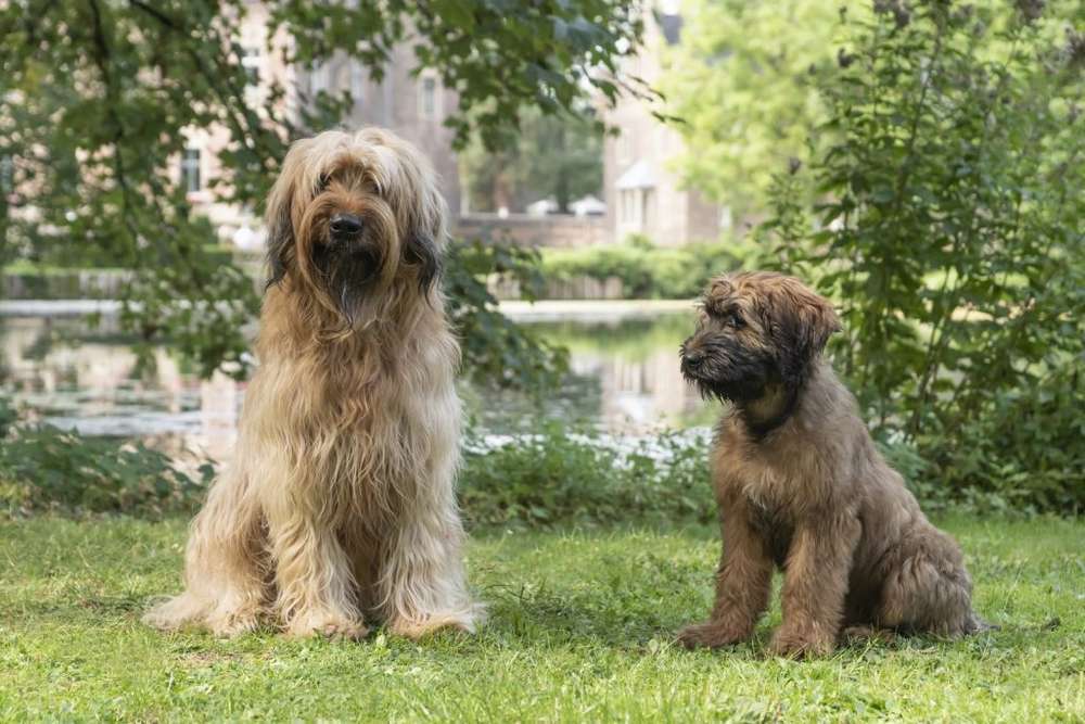 Hunderassen-Briard-Bild