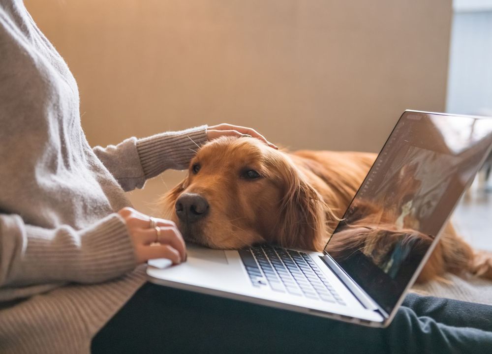 Frau an Laptop, Hund auf Schoß 