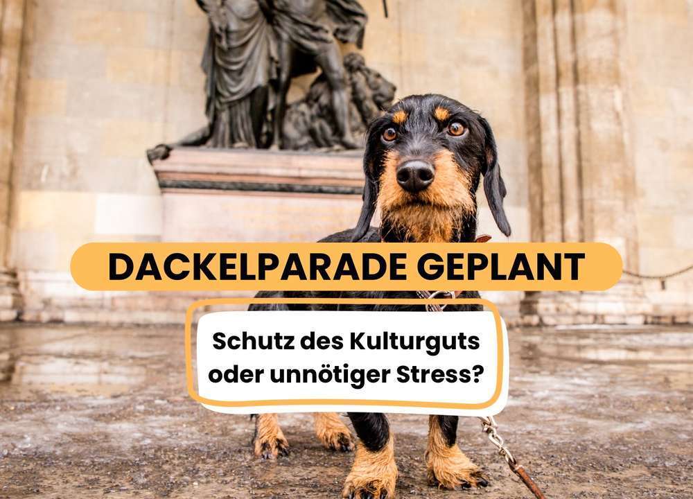 Geplante Dackel-Parade in Regensburg - Wahrung des Kulturguts oder unnötiger Stress für die Tiere? 