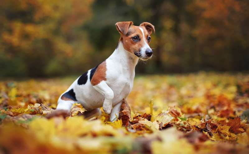Jack Russell Terrier