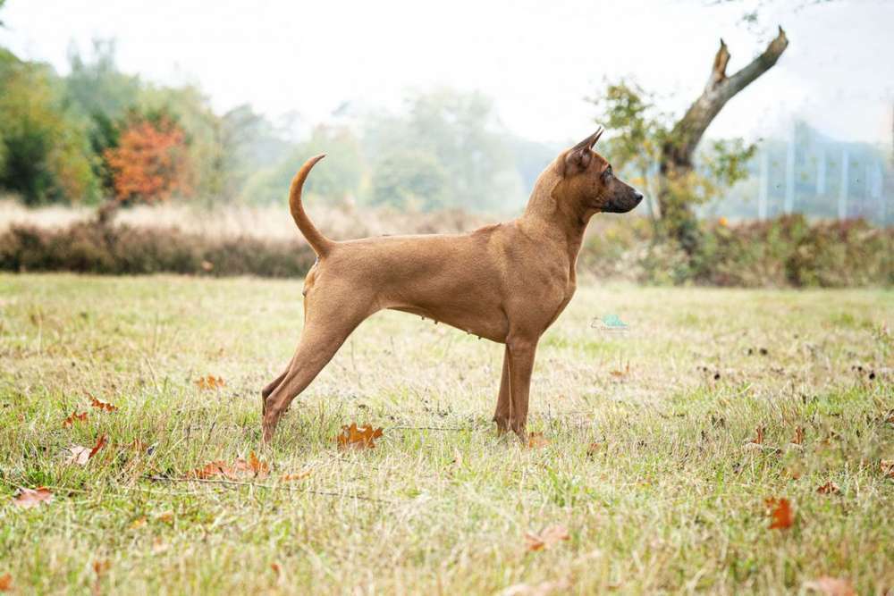 Hunderassen-Thailand Ridgeback-Bild