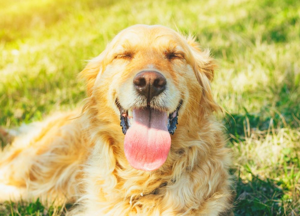 Golden Retriever liegt im Gras und hechelt