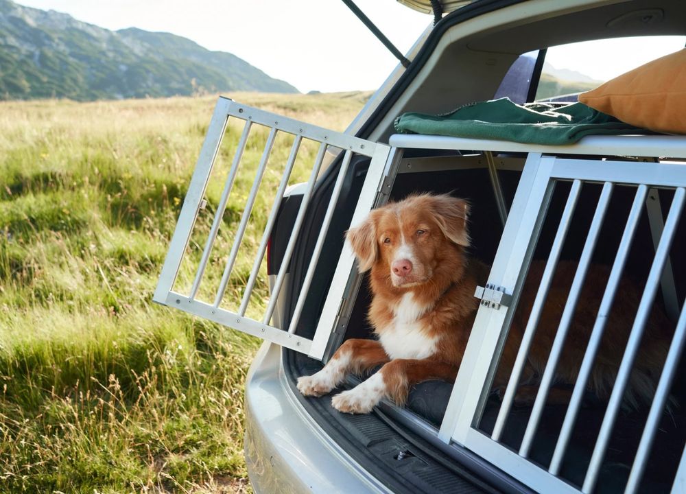 Hund in Auto Käfig im Kofferraum 