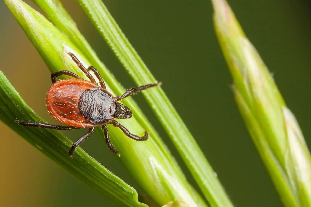 Blog-Zeckenalarm - was du tun kannst, um deine Fellnase zu schützen-Bild