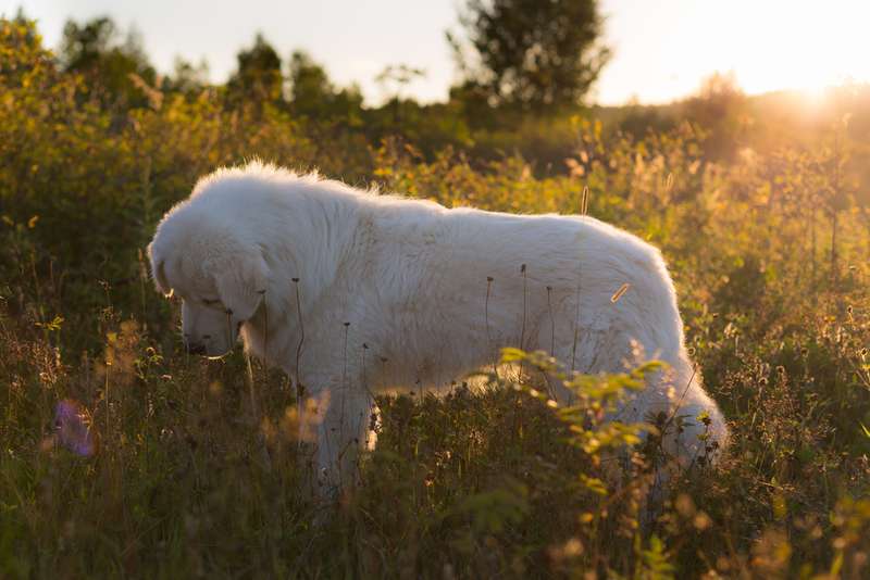 Maremmen-Abruzzen-Schäferhund