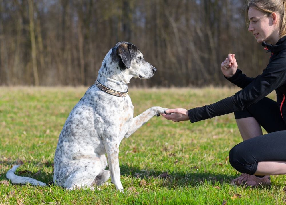 Frau trainiert mit ihrem Hund