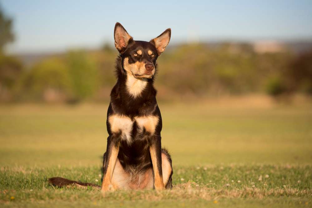 Hunderassen-Australischer Kelpie-Bild