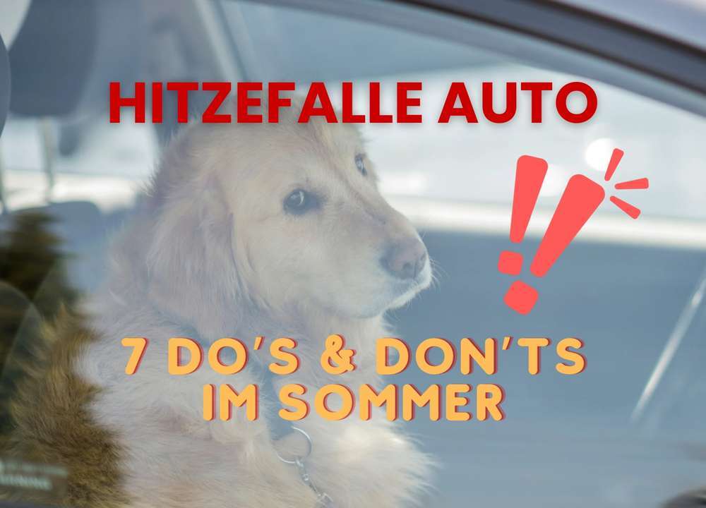 So übersteht dein Hund die Hitze | Do‘s & Don‘ts im Sommer