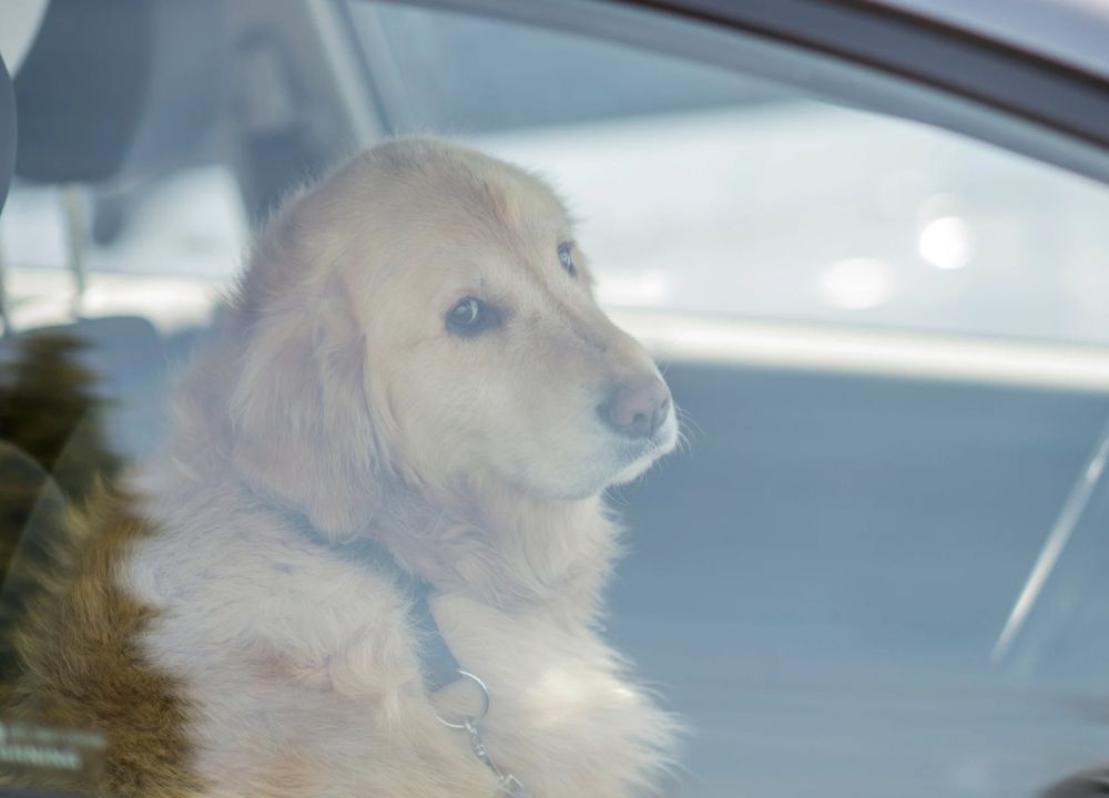 Hund im Auto