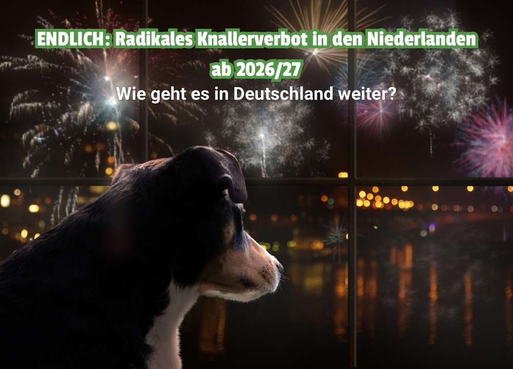 Blog-🔥 Schluss mit Panik an Silvester? Warum Hunde in den Niederlanden bald aufatmen können – und was Deutschland jetzt lernen muss-Bild