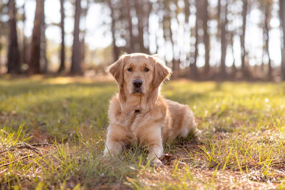 Hunderassen-Golden Retriever-Bild