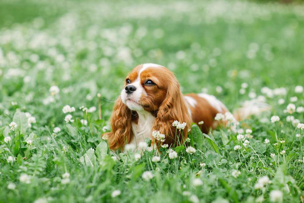 Hunderassen-Cavalier King Charles Spaniel-Bild