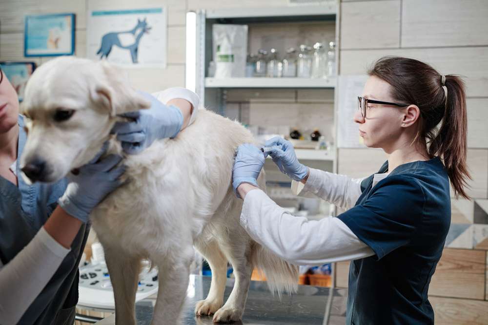 Blog-Kastration auf Zeit: Der Hormonchip für Rüden-Bild