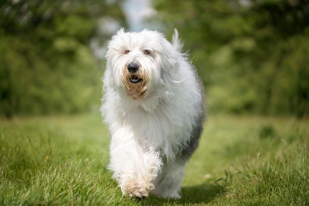 Hunderassen-Old English Sheepdog (Bobtail)-Bild