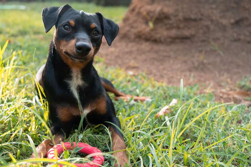 Zwergpinscher