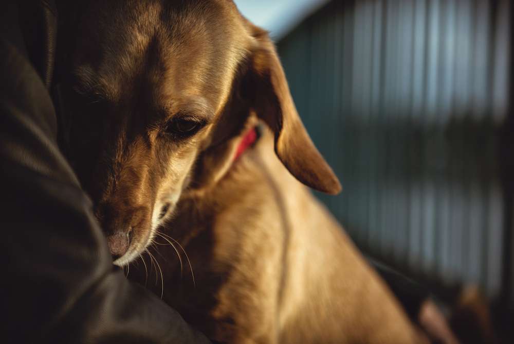 Blog-Können Hunde wirklich eifersüchtig sein?-Bild