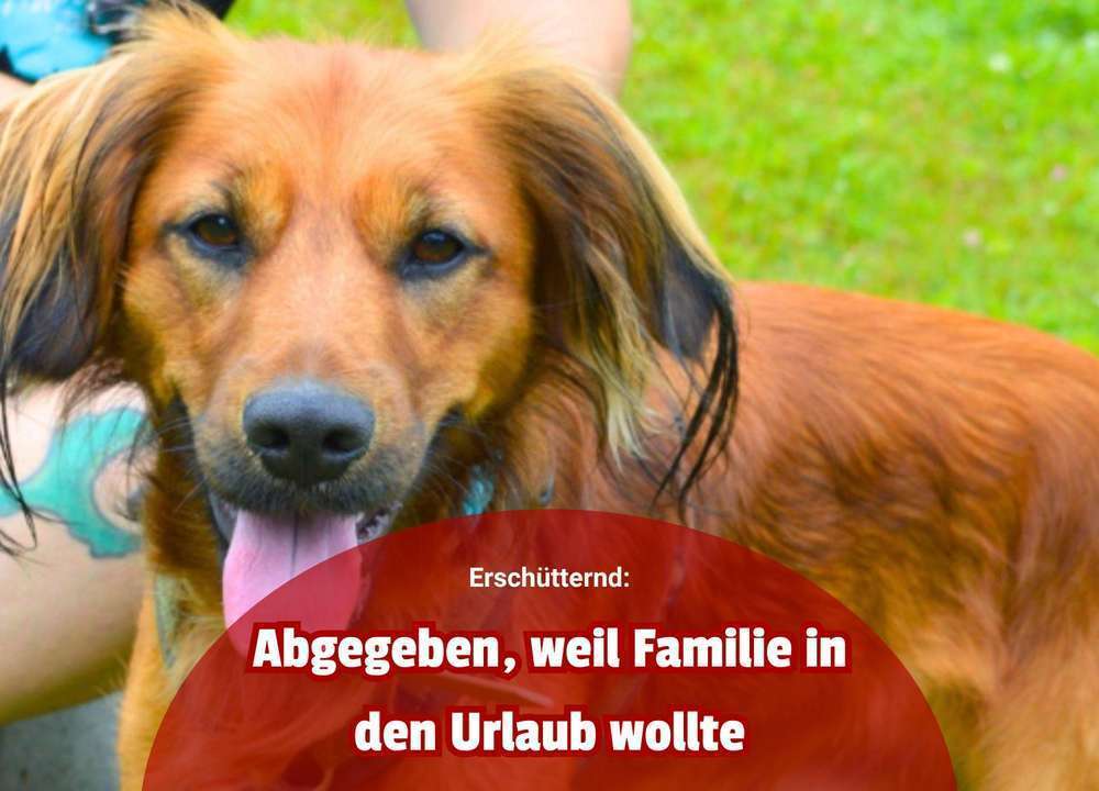 Hund oder Urlaub? Wenn das Haustier zur Last wird: Der Fall „Fimo“ 
