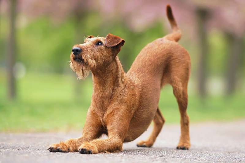 Irish Terrier
